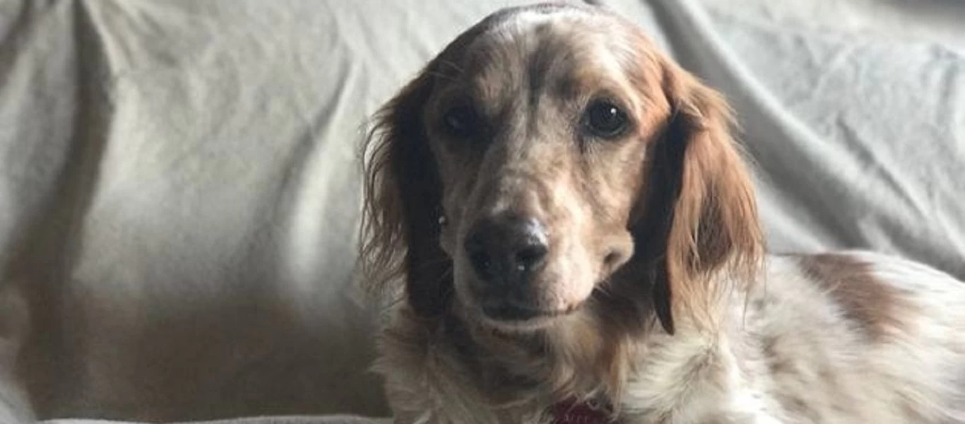 Έλεγχοι σε ιδιοκτήτες ζώων συντροφιάς στη Θεσσαλονίκη: Γιατί τους «τσέκαραν»